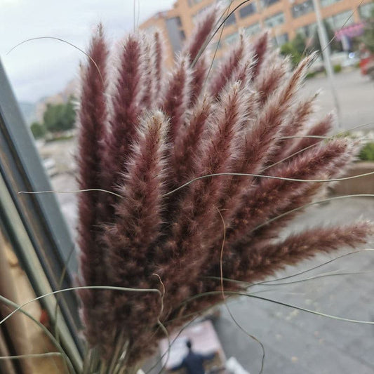#title##Dried Pampas Grass | In Home